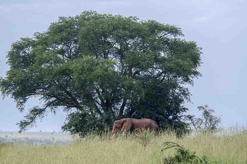 73 - Elefante - parque nacional de las cataratas Murchison - Uganda